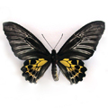 Common bird wingAsia's largestTroides helena female